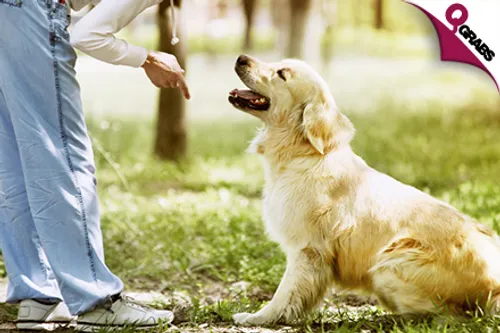 For QR69 Your Pet will be the Most Well Behaved Dog on the Block with a Mastering Dog Training & Care Online Course! (QR2118 Value)